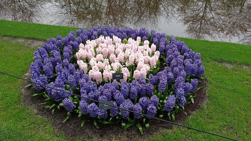 Keukenhof 13 