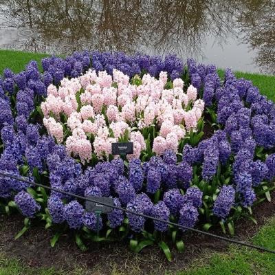 Keukenhof 13 