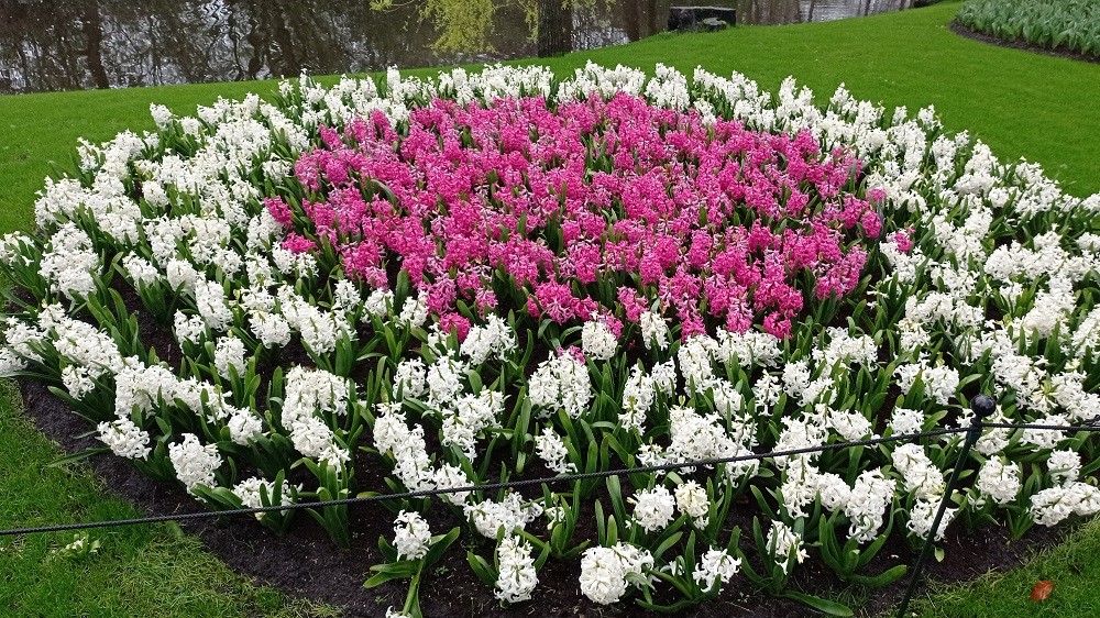 Keukenhof 15 