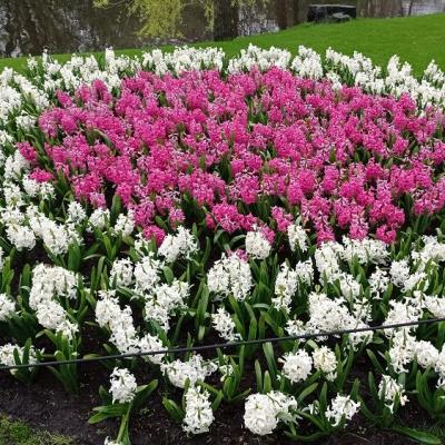 Keukenhof 15 