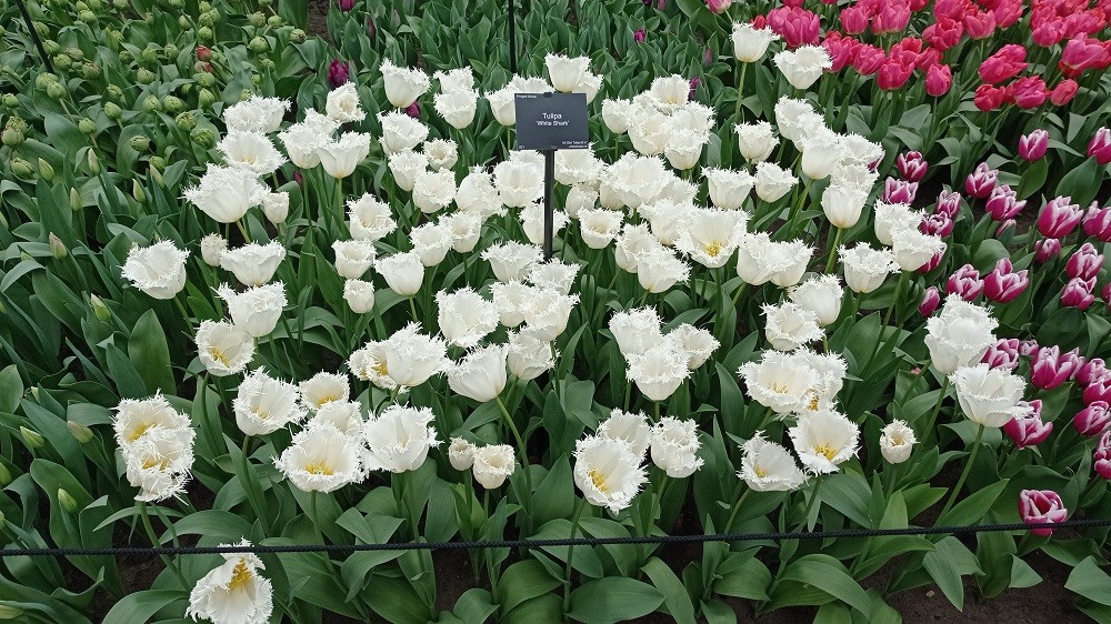 Keukenhof 19 