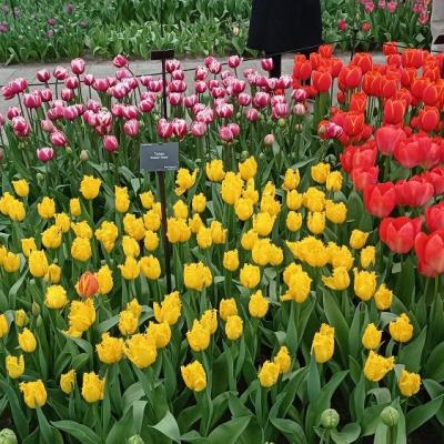 Keukenhof 20 