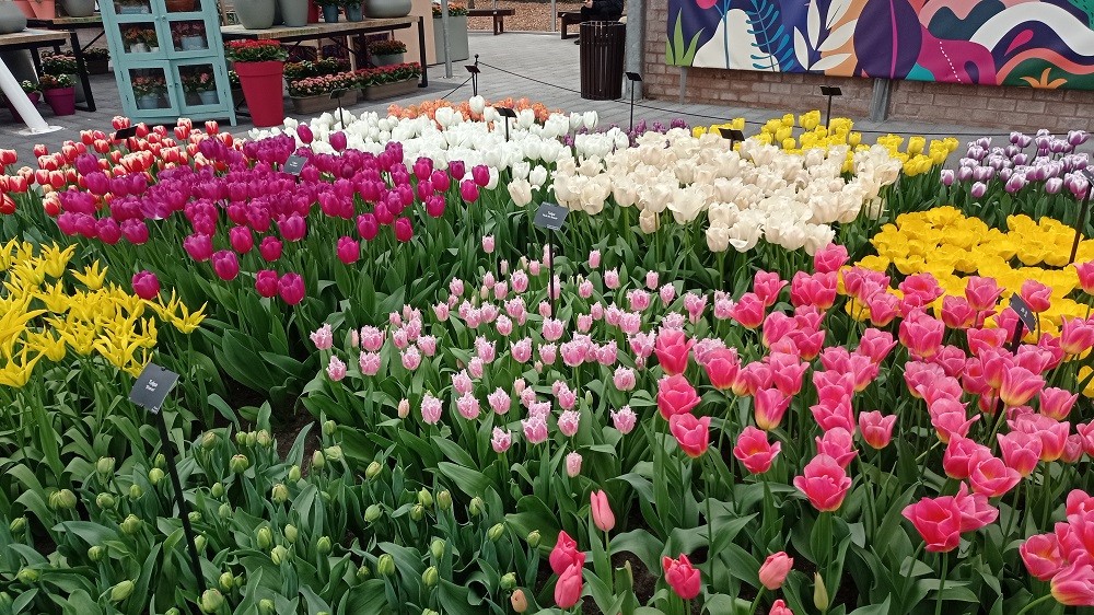 Keukenhof 24 