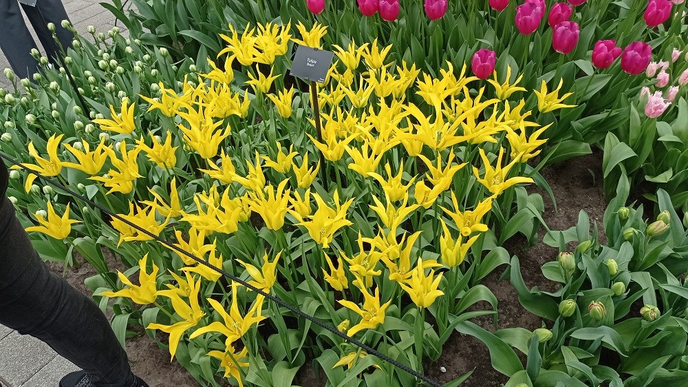 Keukenhof 25 