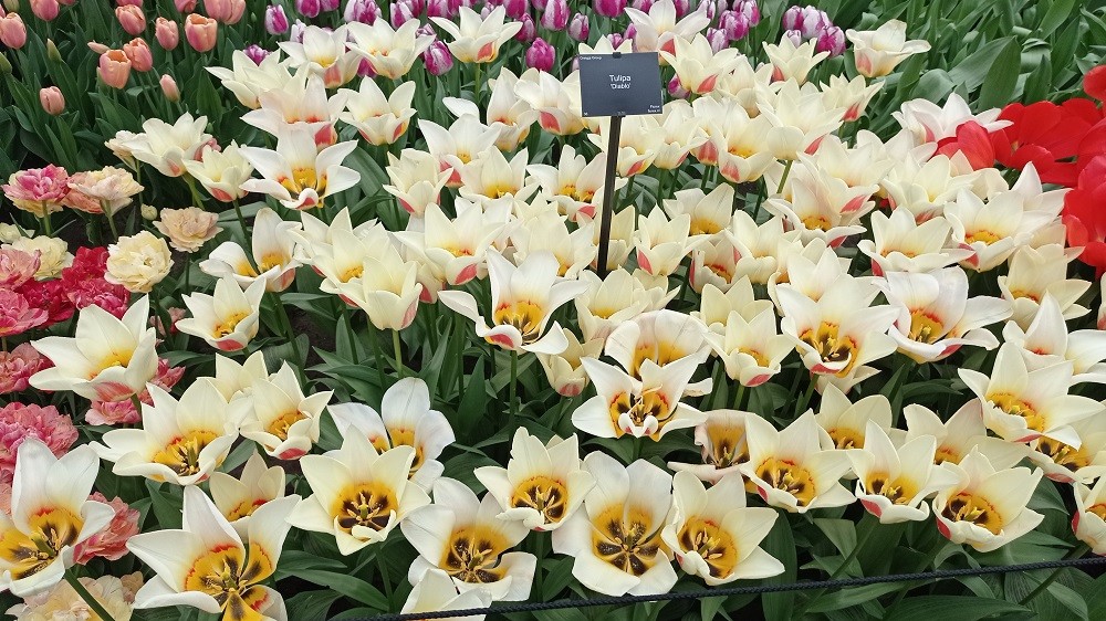 Keukenhof 26 