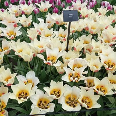 Keukenhof 26 