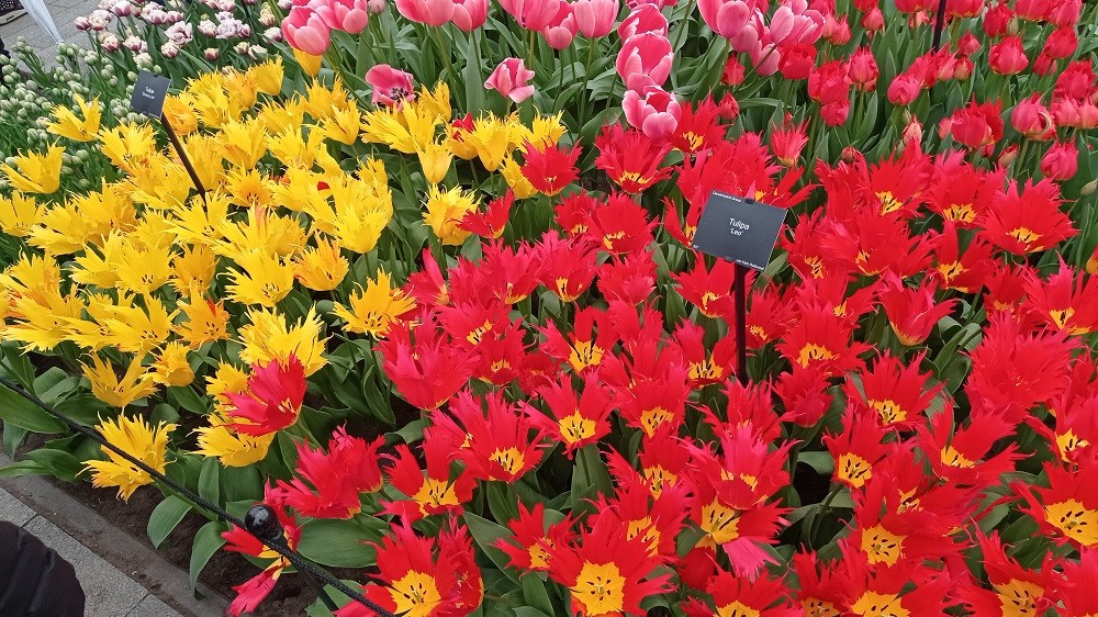 Keukenhof 27 