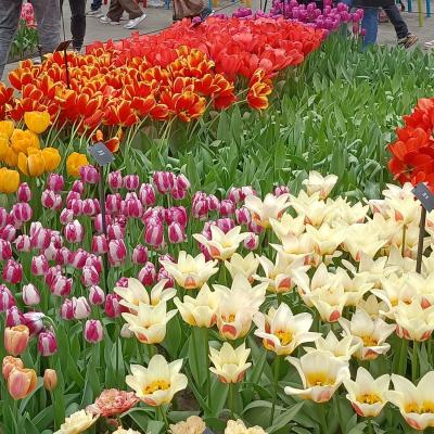 Keukenhof 51 