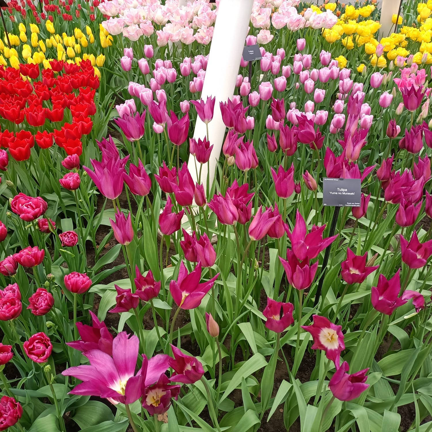 Keukenhof 57 