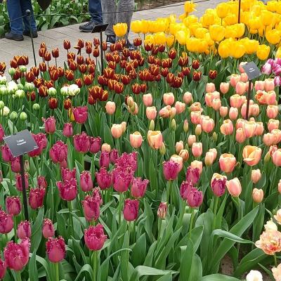 Keukenhof 58 