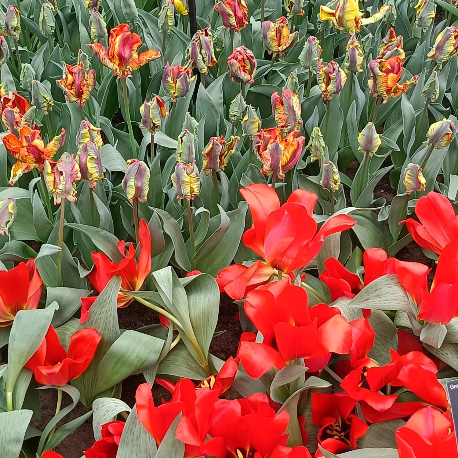 Keukenhof 59 